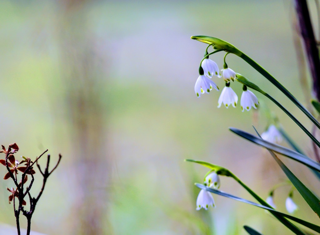 スノーフレーク②