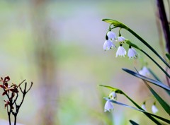 スノーフレーク②