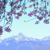 河津桜