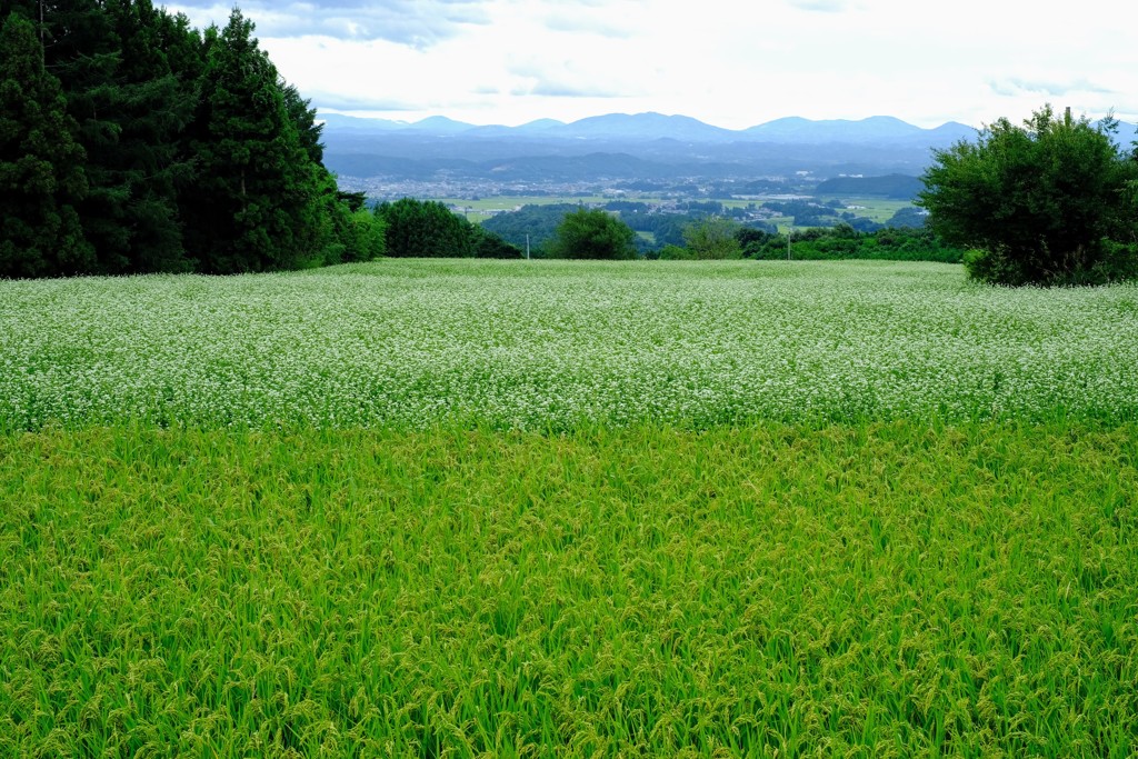 大玉村の景色①