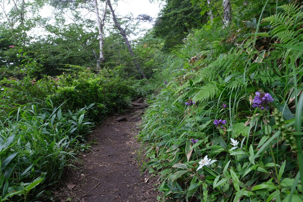 烏帽子岳登山道②