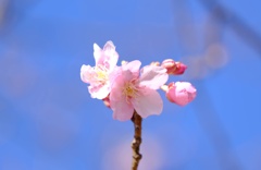 河津桜