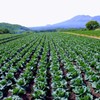 浅間山と嬬恋キャベツ畑③