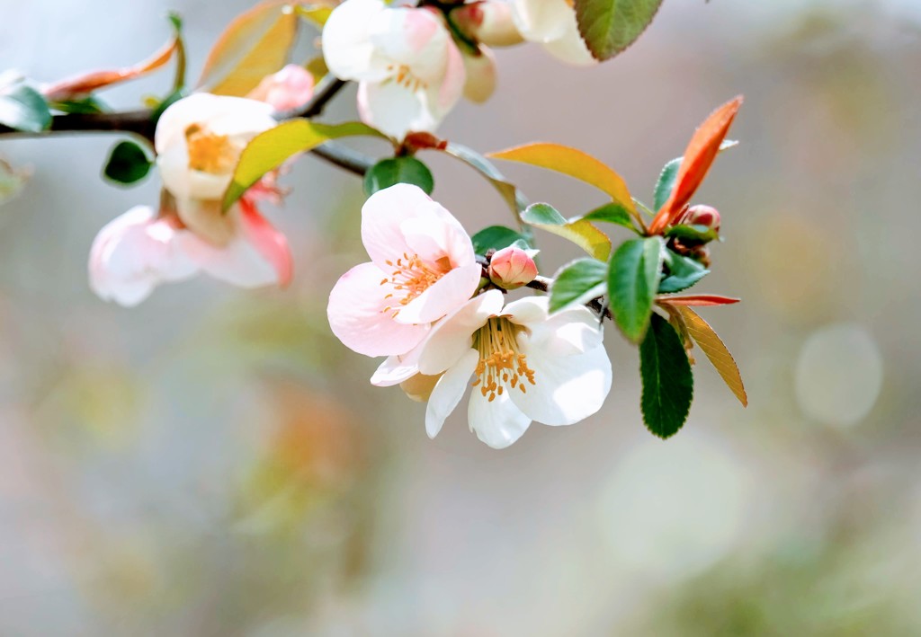 木瓜の花