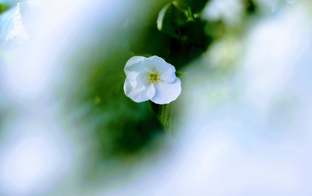 庭の花②