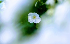 庭の花②