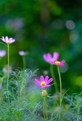 秋桜②