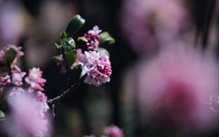 沈丁花