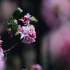 沈丁花