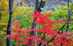 薗原ダム湖の紅葉①