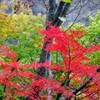 薗原ダム湖の紅葉①