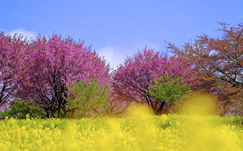 千本桜①