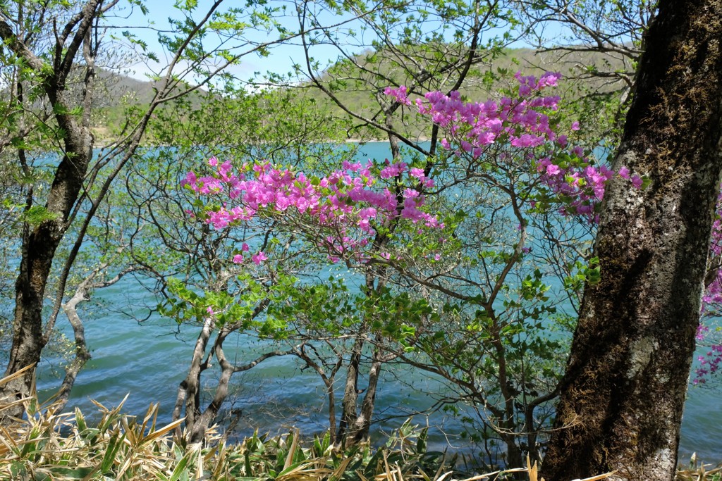 小沼湖畔の輝き