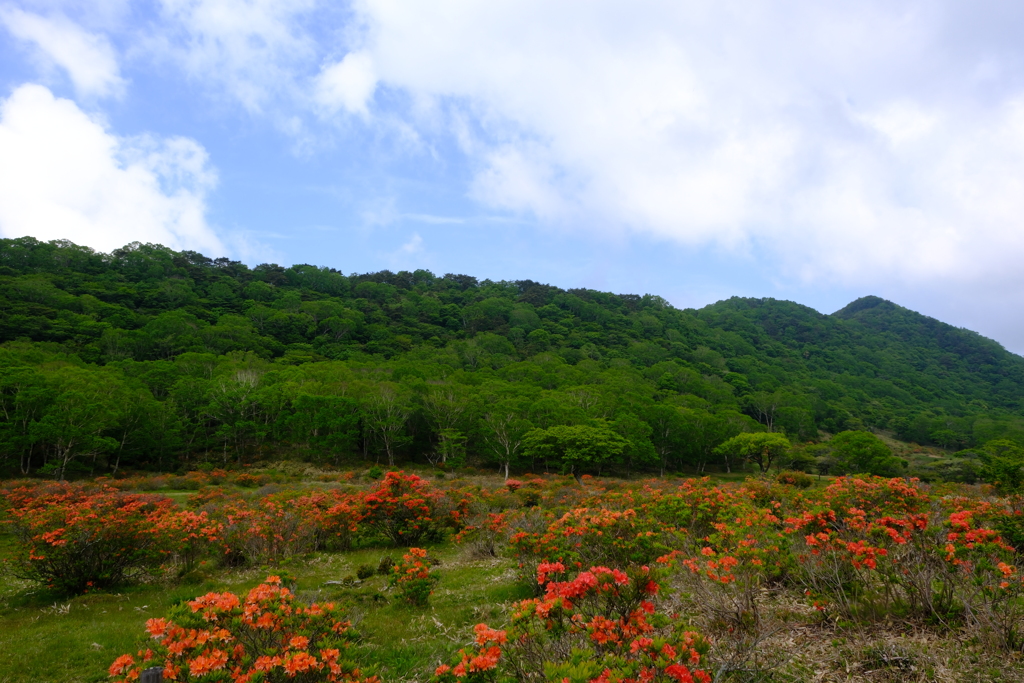 赤城山のツツジ②