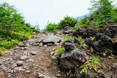 登山道