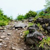 登山道