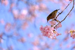 河津桜とメジロ