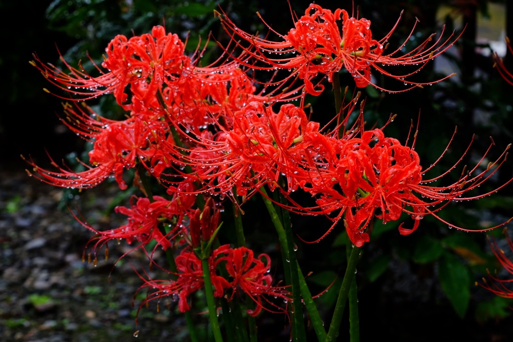 曼珠沙華