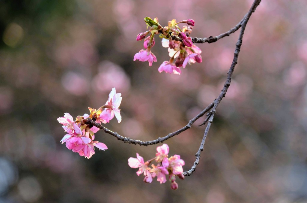 河津桜