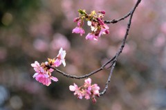 河津桜