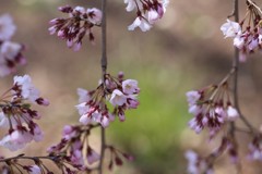 枝垂れ桜
