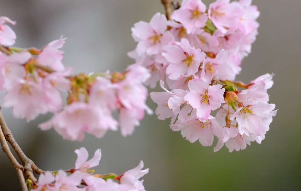 桜②