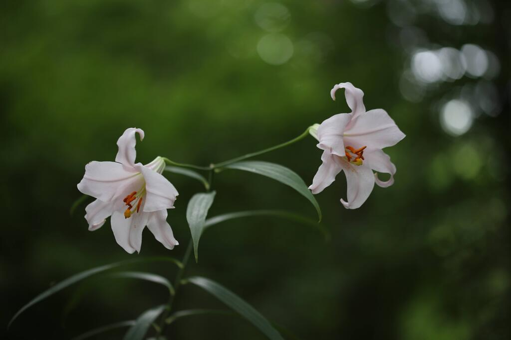 赤城自然園①