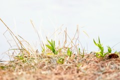 水辺の芽吹き