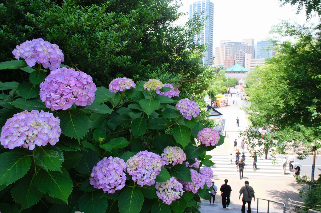 満開の紫陽花