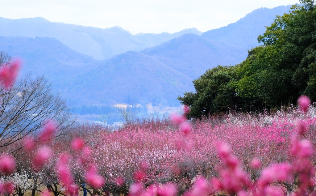桐生南公園①