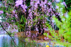 雨天の桜④