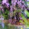 雨天の桜④