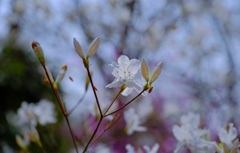 赤城自然園⑧