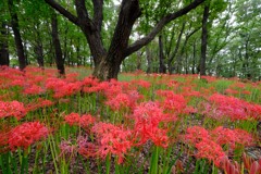 曼珠沙華③