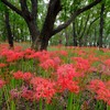 曼珠沙華③