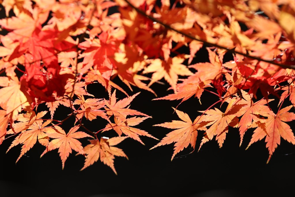 足利学校の紅葉③