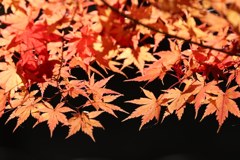 足利学校の紅葉③