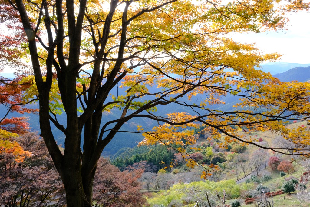 桜山公園②