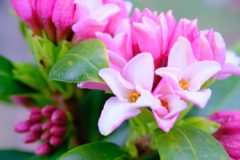 沈丁花