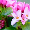 沈丁花