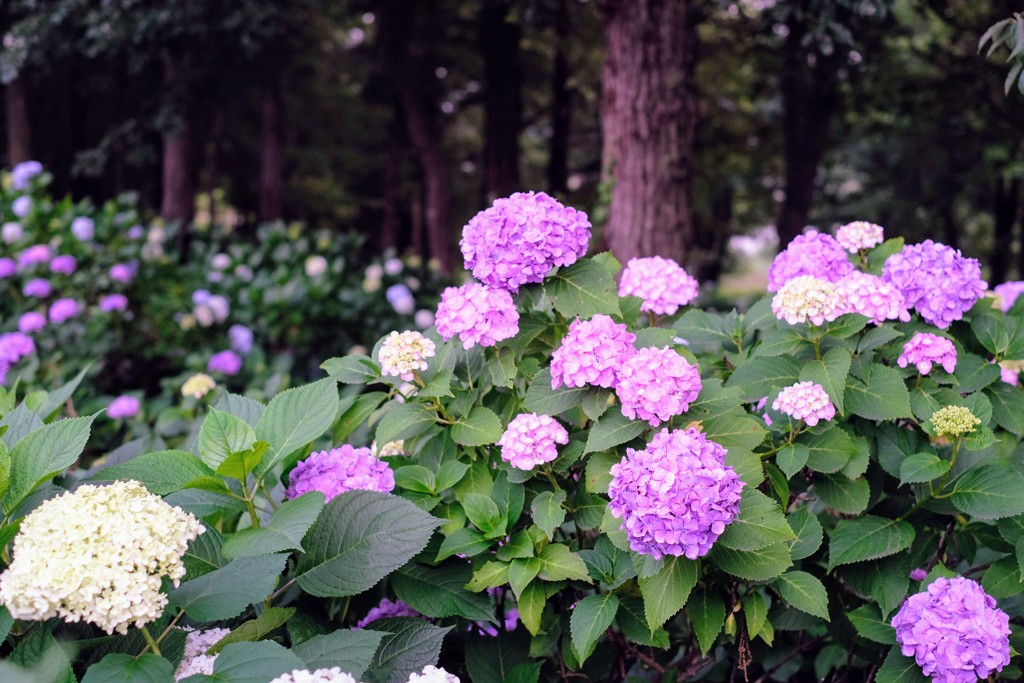 満開の紫陽花②