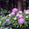 満開の紫陽花②