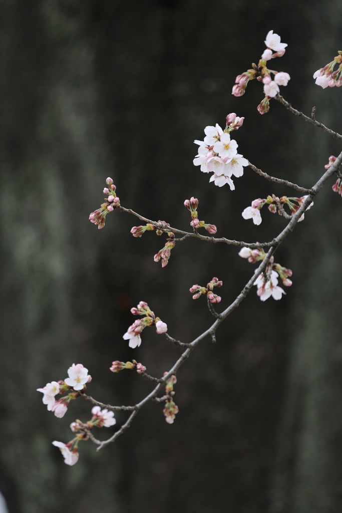 桜⑦