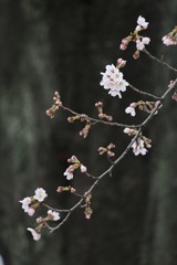 桜⑦