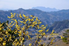 宝登山の蝋梅②