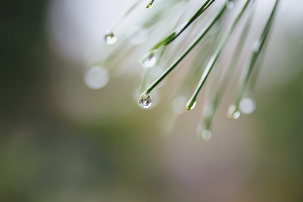 春雨④