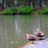 雨の敷島公園