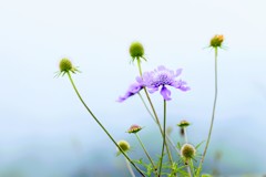 自然の生け花①