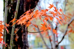残り紅葉