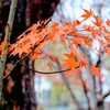 残り紅葉